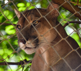 leones, animal, felinos, leona, inhospitalario, fauna, puma, felíno, puma, depredador, naturaleza, retrato, mamífero, carnivoros, zoo, safari, pelaje, puma, leo, abultado, pantera, cara, close-up, pel © Warner