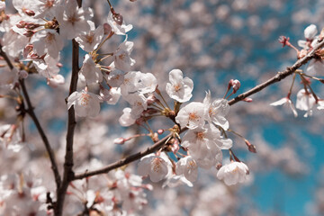 Cherry blossom hanami in Tokyo during a sunny spring day