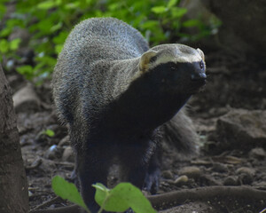 procyon lotor, animal, mamífero, fauna, inhospitalario, huron, naturaleza, pelaje, animal, café, turón, cuca, bosque, negro, coatí, antifaz, bebé, blanco, de pie, hirsuto, tejón, mascota, grison © Warner