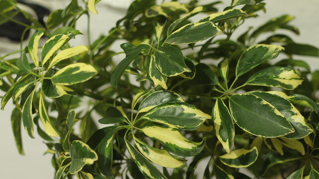 Dwarf umbrella tree. upright photo.