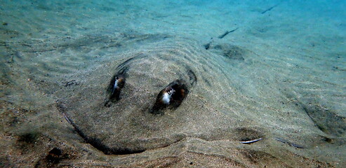 Costa Rica Pacific sea life