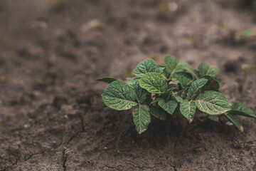 Sprout close-up. Soil with a young plant. Planting potato seedlings in the ground. The concept of nature conservation and agriculture.
