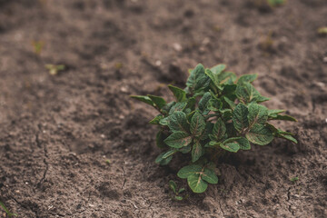 Sprout close-up. Soil with a young plant. Planting potato seedlings in the ground. The concept of nature conservation and agriculture.