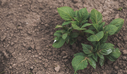 Sprout close-up. Soil with a young plant. Planting potato seedlings in the ground. The concept of nature conservation and agriculture.