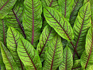 Red-veined sorrel top view. Fresh micro green sorrel leaves. Background of green leaves with red veins. Fresh herbs for salad.
