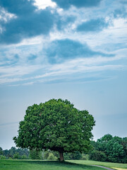 Obraz premium Große alte Linde