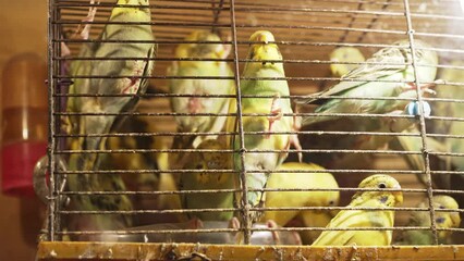 a cage with many budgerigars. a cramped bird cage. 