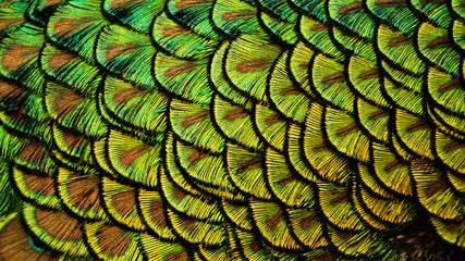 plume paon © lachevre