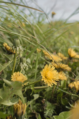 close up of dandelion