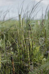 Fototapeta premium Horsetail plant in water