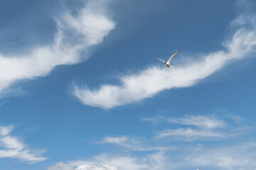 Bird in the blue sky with clouds