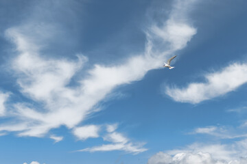 Bird in the blue sky with clouds