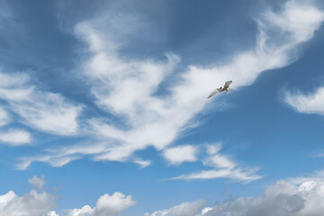 Bird in the blue sky with clouds