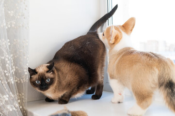 A funny Corgi puppy sniffs a Thai cat on a windowsill.
