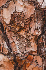 Pine wood texture