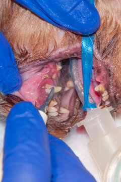 The process of cleaning tartar using ultrasonic scaler (veterinary stomatology). Close-up