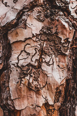 wood texture