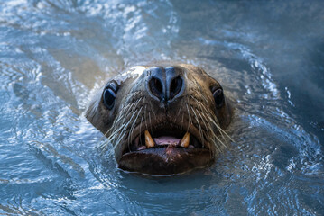 Obraz premium Stellar Sea Lion