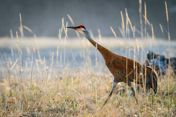 Sandhill Crane migrating to breeding grounds in Alaska. © Jody