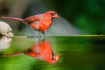 Male Northern Cardinal running across top of water of reflection pond