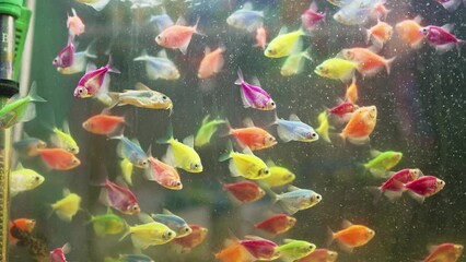 aquariums with small colorful fish at the animal fair or in the pet store. 