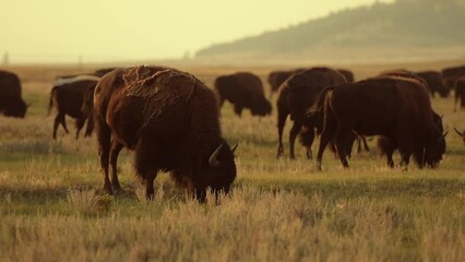 Herd of Colorado American Bisons Sunset Scenery in Slow Motion
