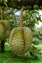 Naklejka na ściany i meble Durian fruit on the branch in the garden ready to harvest, product quality for export in Thailand, agriculture concept