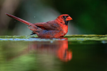Male northern cardinal taking a bath