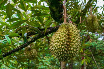 Durian fruit on the branch in the garden ready to harvest, product quality for export in Thailand, agriculture concept