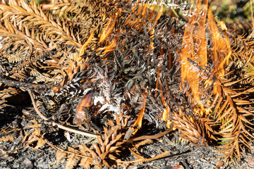 Scorched pine nuts (sapecada de pinhao) is a traditional food on southern Brazil. Pine nuts among araucaria dry burning spruces