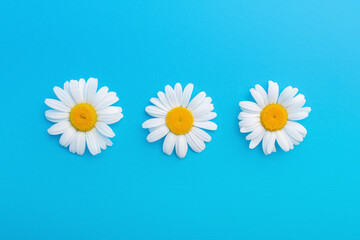 Fototapeta na wymiar three daisies on a blue background 
