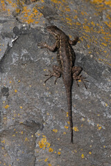 Western Fence Lizard on a Lichen Covered Rock