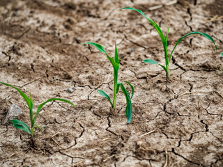 Trockener Ackerboden