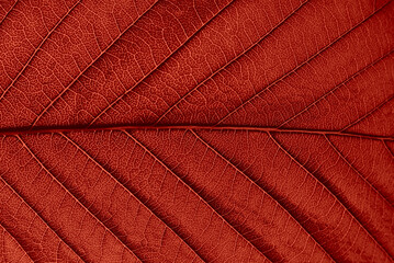 Macro detail of a red leaf with clear texture.