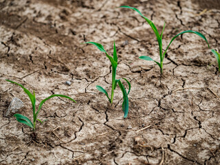 Trockener Ackerboden