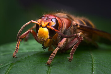 A hornet on a green leaf in macro close-up with details. A poisonous dangerous insect.