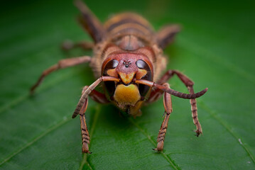 A hornet on a green leaf in macro close-up with details. A poisonous dangerous insect.