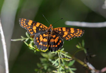 Puerto Rican Harlequin butterfly 