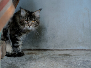 Kot rasy Maine Coon © Agata