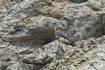 baby of peregrine falcon in a nest