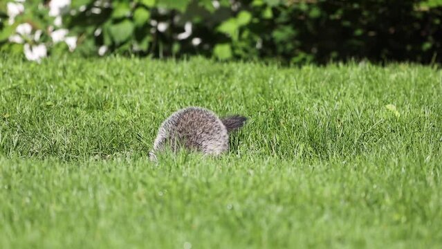 baby groundhog escapes into burrow after eating breakfast on a warm summer morning in New Jersey