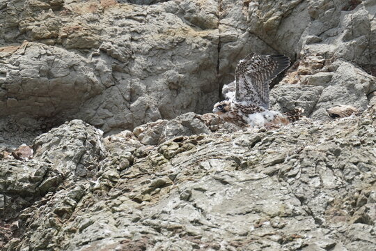 Baby Of Peregrine Falcon In A Nest