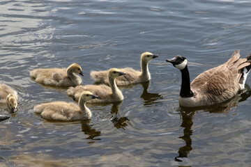 Baby Canada geese on lawn and plopping into river
