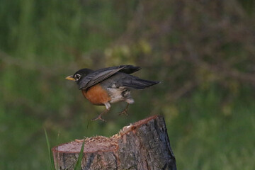 American Robins collecting food for chicks and taking food to nest for two remaining chicks. Two died from predation. Bright summer day