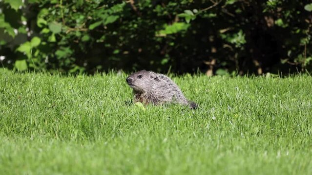 cute young groundhog looks to find more food on a warm summer morning while chewing as it goes