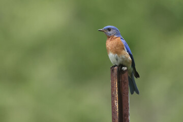 Bluebirds getting insects for chicks and perching on wires surrounding the nesting box on beautiful summer day