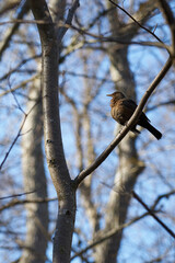 A black forest bird on a tree branch in the forest.