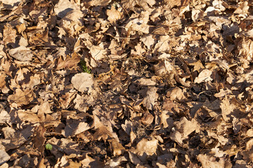 Last year's dry leaves in the forest on the ground as a backdrop.