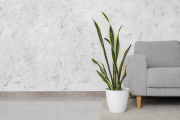 Green houseplant and grey sofa near light wall