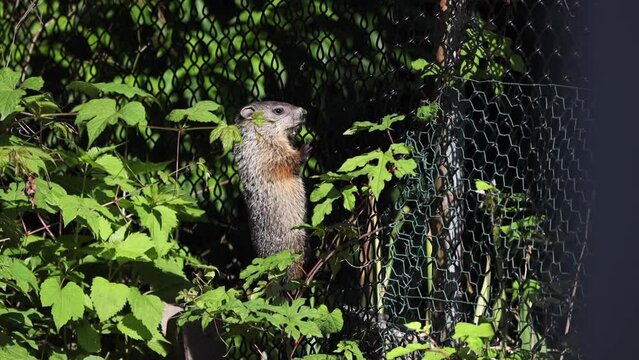 adorable baby groundhog climbs fence and looks the outside world to contemplate life 